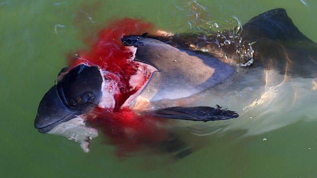 Der Kadaver eines Schweinswals liegt nach einem Kegelrobbenangriff an einem Strand der Nordsee. Der Kadaver eines Schweinswals liegt nach einem Kegelrobbenangriff an einem Strand der Nordsee.