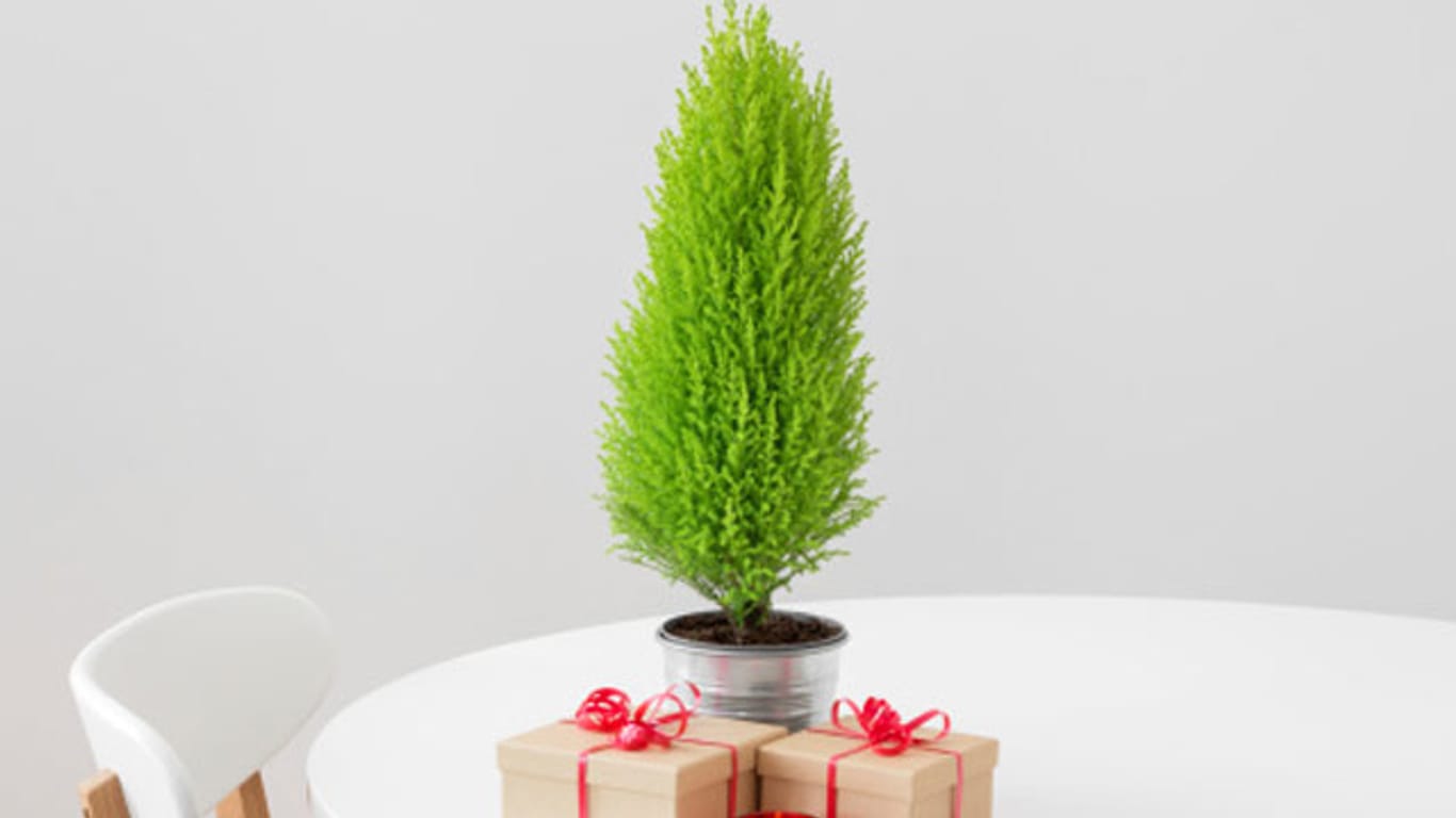 Zimmerzypresse ist eine Weihnachtsbaum-Alternative für diejenigen, die nicht sehr viel Platz haben.