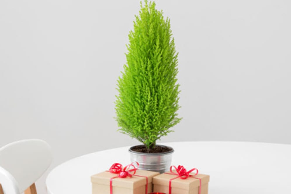Zimmerzypresse ist eine Weihnachtsbaum-Alternative für diejenigen, die nicht sehr viel Platz haben.