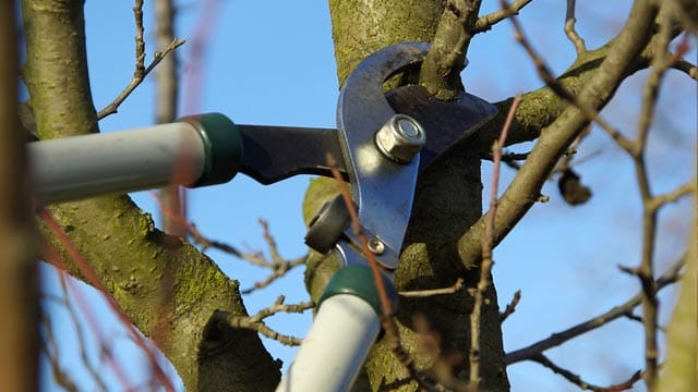 Baumschnitt ist zur Pflege sinnvoll, aber kleiner wird der Baum nicht.