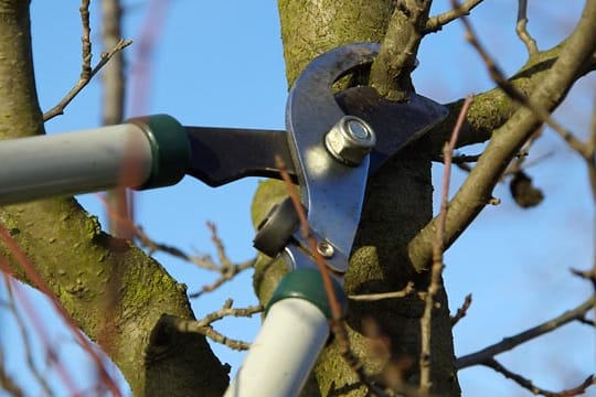 Baumschnitt ist zur Pflege sinnvoll, aber kleiner wird der Baum nicht.