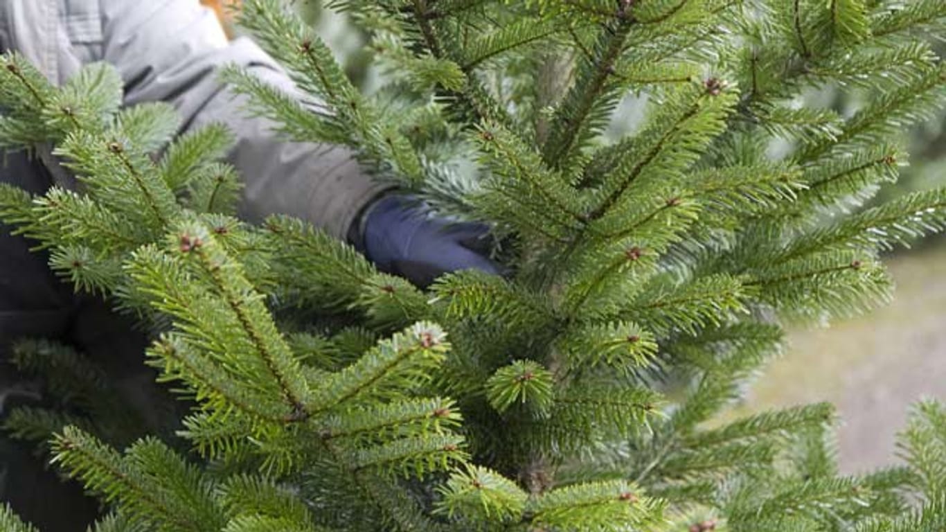Weihnachtsbaum kaufen: Einen frischen Baum erkennt man am Stamm und seinen Nadeln.