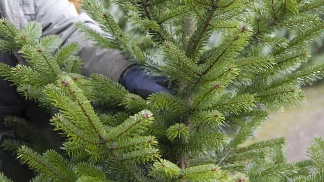 Weihnachtsbaum kaufen: Einen frischen Baum erkennt man am Stamm und seinen Nadeln.