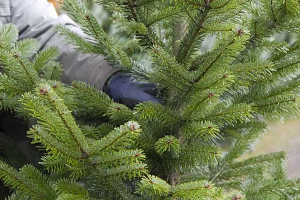 Weihnachtsbaum kaufen: Einen frischen Baum erkennt man am Stamm und seinen Nadeln.