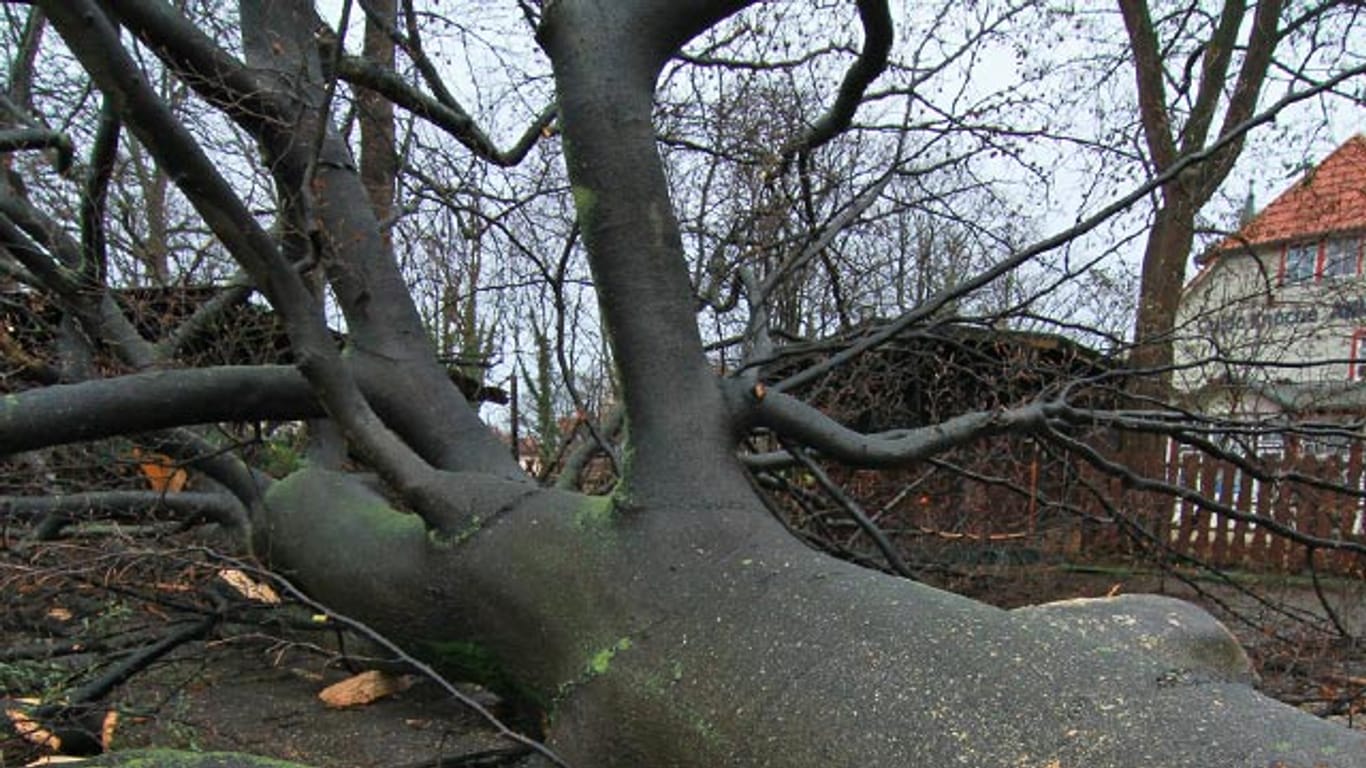 In Wernigerode in Sachsen Anhalt ist ein Baum umgestürzt