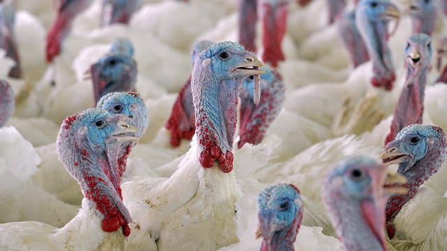 Puten in Niedersachsen: Im Fall Cloppenburg wurde die gefährliche Vogelgrippe bestätigt. Puten in Niedersachsen: Im Fall Cloppenburg wurde die gefährliche Vogelgrippe bestätigt.