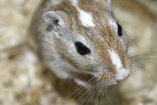 Als Haustiere können Rennmäuse die unterschiedlichsten Fellfärbungen besitzen