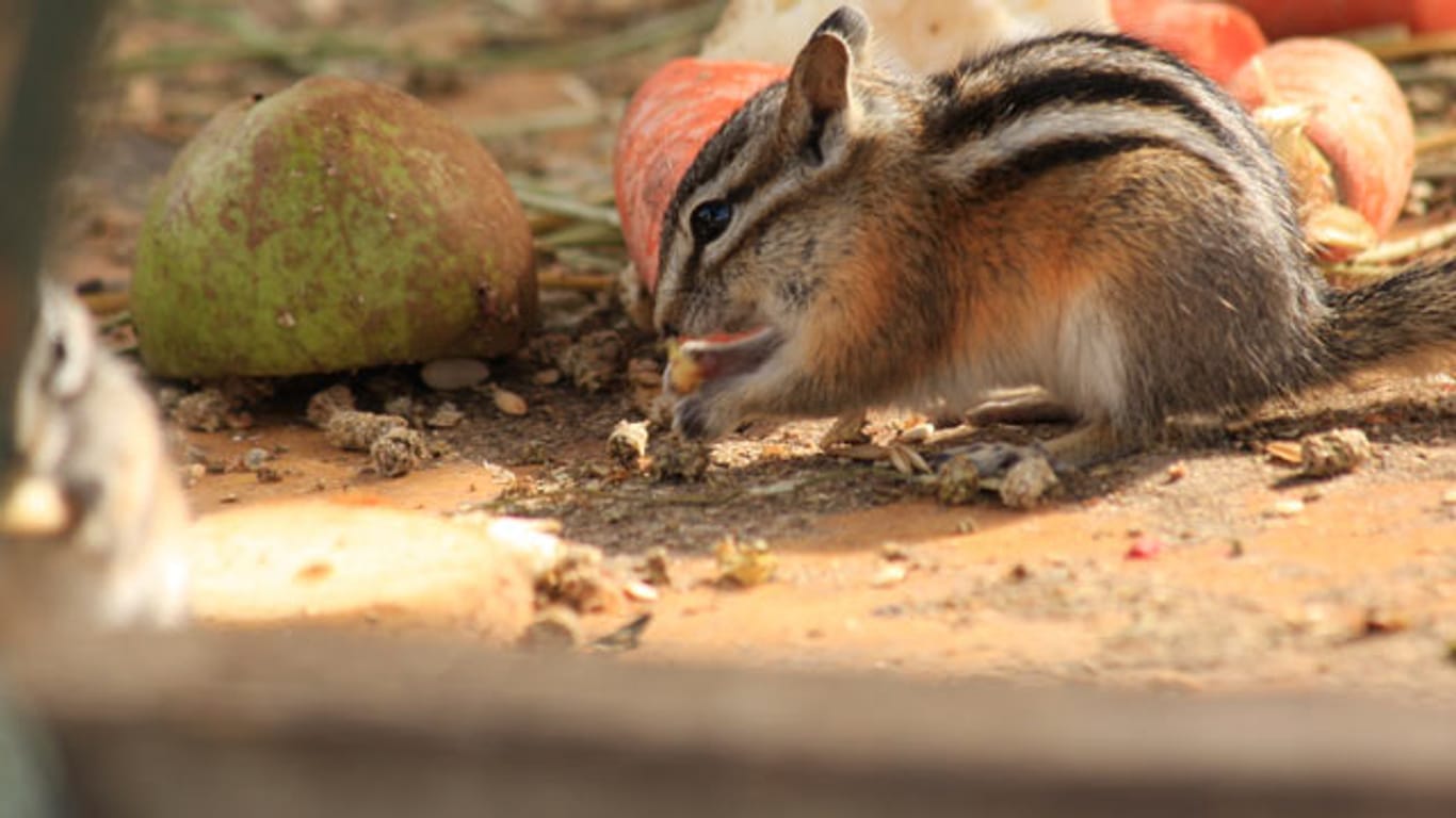 Neben einer speziellen Futtermischung kann den Streifenhörnchen auch immer mal wieder etwas Obst oder Grünzeug gegeben werden