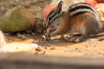 Neben einer speziellen Futtermischung kann den Streifenhörnchen auch immer mal wieder etwas Obst oder Grünzeug gegeben werden