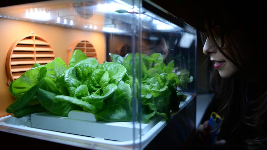 Im "Green Cube" des Unternehmens XYZ kann Salat oder Gemüse in einer Hydrokultur wachsen.