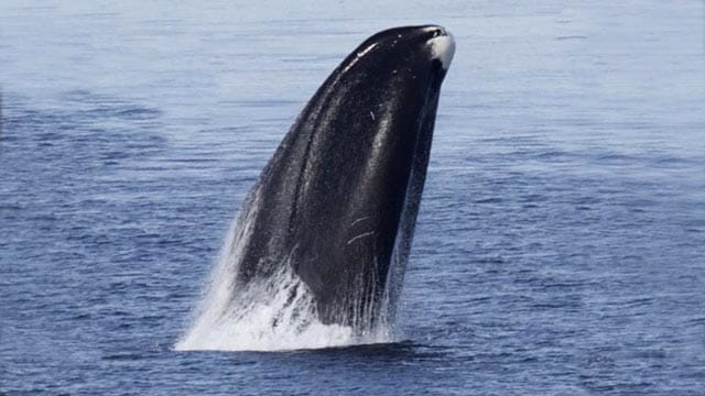 Grönlandwale werden bis zu 20 Meter lang, erreichen ein Gewicht von 100 Tonnen und sind durch eine etwa 50 Zentimeter dicke Fettschicht vor Kälte geschützt. Sie gelten als Säugetiere mit der höchstens Lebenserwartung. Grönlandwale werden bis zu 20 Meter lang, erreichen ein Gewicht von 100 Tonnen und sind durch eine etwa 50 Zentimeter dicke Fettschicht vor Kälte geschützt. Sie gelten als Säugetiere mit der höchstens Lebenserwartung.