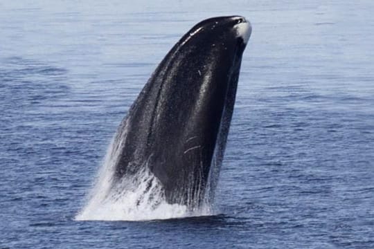 Grönlandwale werden bis zu 20 Meter lang, erreichen ein Gewicht von 100 Tonnen und sind durch eine etwa 50 Zentimeter dicke Fettschicht vor Kälte geschützt. Sie gelten als Säugetiere mit der höchstens Lebenserwartung.