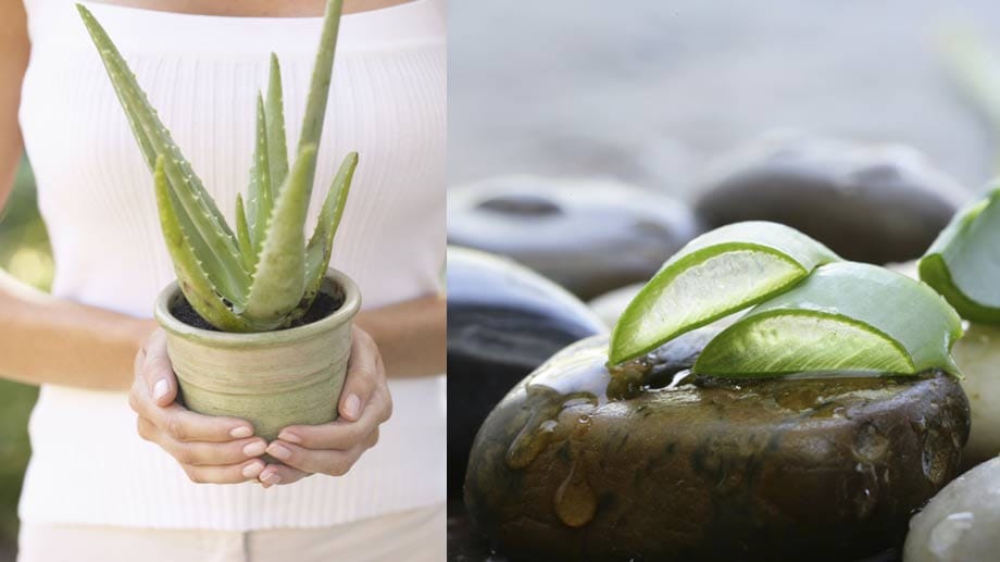 Wer keinen grünen Daumen hat, kauft das Aloe vera-Gel am besten in Bioqualität.