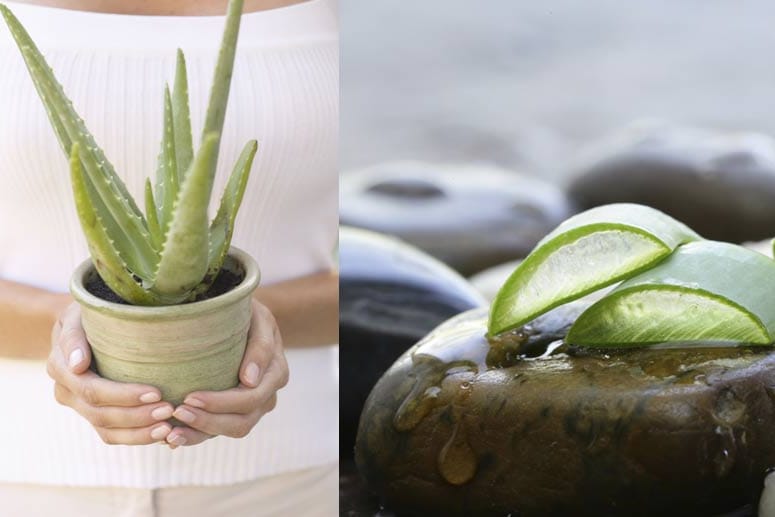 Wer keinen grünen Daumen hat, kauft das Aloe vera-Gel am besten in Bioqualität.