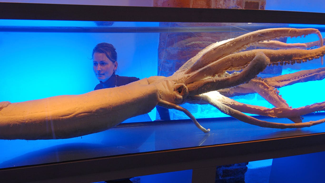 Ein Riesenkalmar im Ozeaneum Stralsund: Die größten bislang gefundenen Exemplare sind etwa zwölf Meter groß