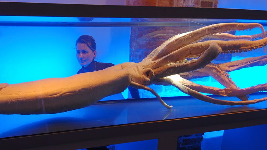 Ein Riesenkalmar im Ozeaneum Stralsund: Die größten bislang gefundenen Exemplare sind etwa zwölf Meter groß Ein Riesenkalmar im Ozeaneum Stralsund: Die größten bislang gefundenen Exemplare sind etwa zwölf Meter groß