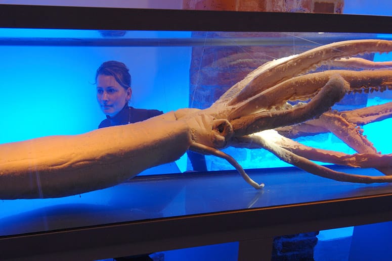 Ein Riesenkalmar im Ozeaneum Stralsund: Die größten bislang gefundenen Exemplare sind etwa zwölf Meter groß