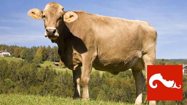 Weidezugang ist nicht selbstverständlich für Milchkühe