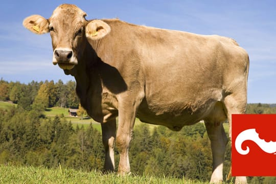 Weidezugang ist nicht selbstverständlich für Milchkühe