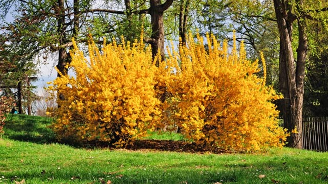 Die gelben Blüten der Forsythie sind ein klassischer Bote von Frühling- und Osterzeit