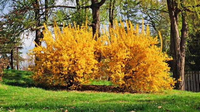 Die gelben Blüten der Forsythie sind ein klassischer Bote von Frühling- und Osterzeit