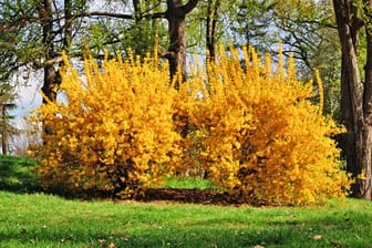 Die gelben Blüten der Forsythie sind ein klassischer Bote von Frühling- und Osterzeit