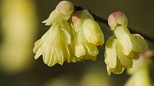 Die Scheinhasel blüht früh im Frühjahr.