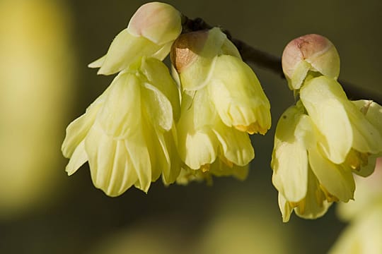 Die Scheinhasel blüht früh im Frühjahr.