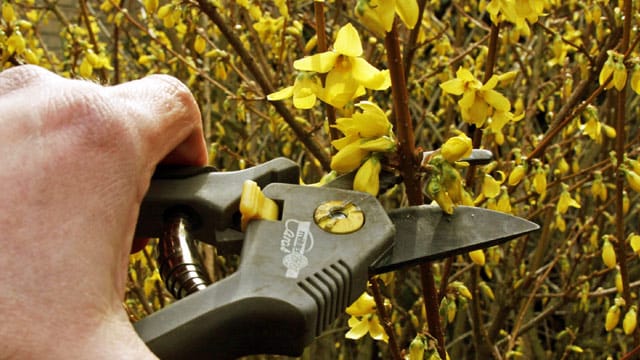 Beim Rückschnitt einer Forsythie sollte auf den richtigen Zeitpunkt und die richtige Technik geachtet werden