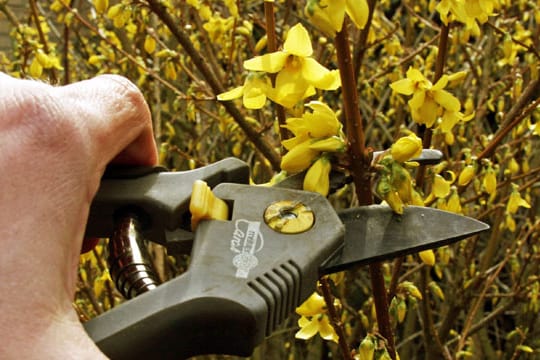 Beim Rückschnitt einer Forsythie sollte auf den richtigen Zeitpunkt und die richtige Technik geachtet werden