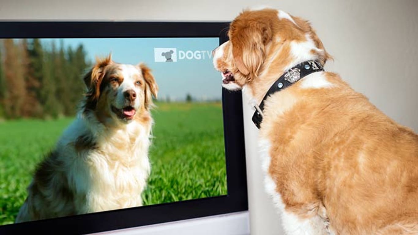 Waldi allein zu Haus - das Programm vom Sender DogTV soll Trennungsängste bei Hunden lindern.