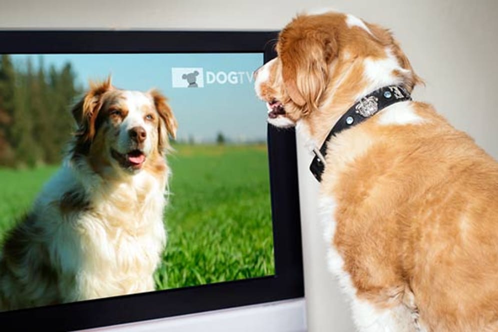 Waldi allein zu Haus - das Programm vom Sender DogTV soll Trennungsängste bei Hunden lindern.