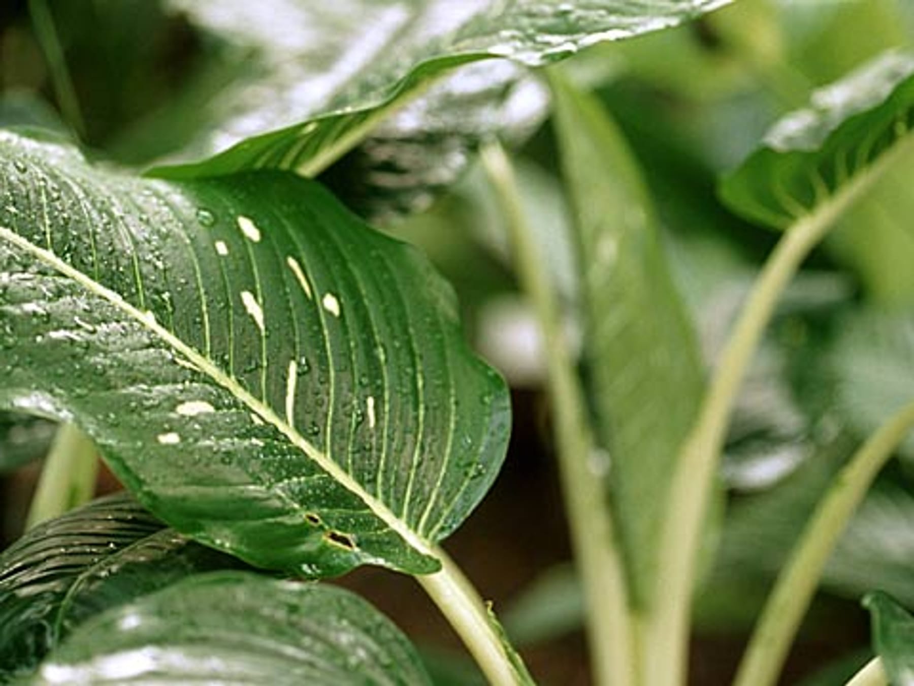 Hydrokultur-Pflanzen richtig pflegen: Tipps