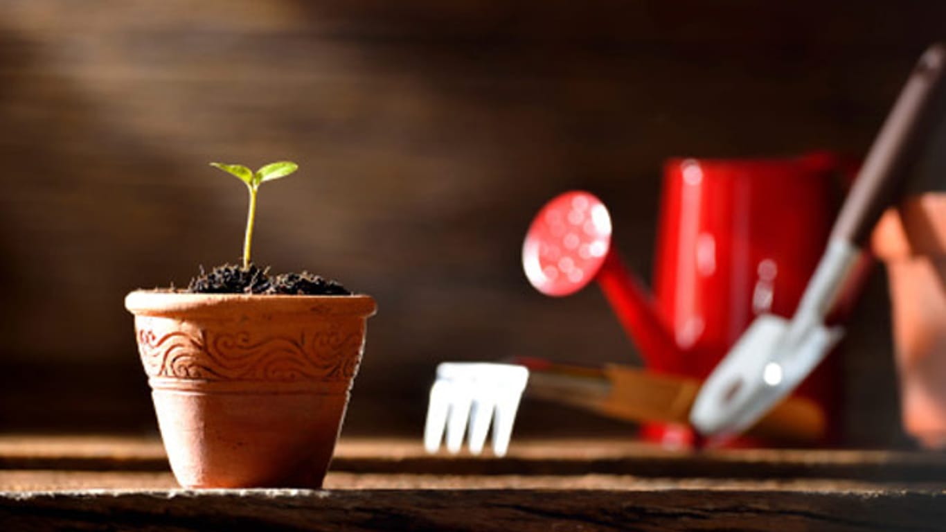 Einen Mangobaum sollten Sie in einen Blumentopf pflanzen und in der Wärme halten