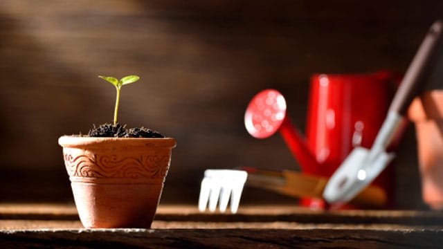 Einen Mangobaum sollten Sie in einen Blumentopf pflanzen und in der Wärme halten