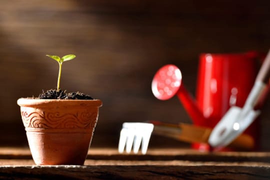 Einen Mangobaum sollten Sie in einen Blumentopf pflanzen und in der Wärme halten