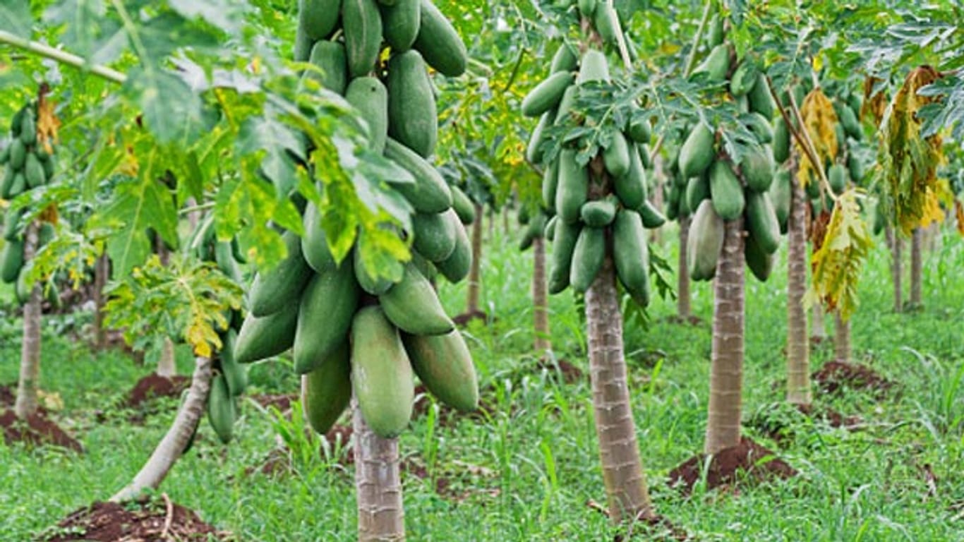 Papayabäume können bis zu drei Meter hoch werden
