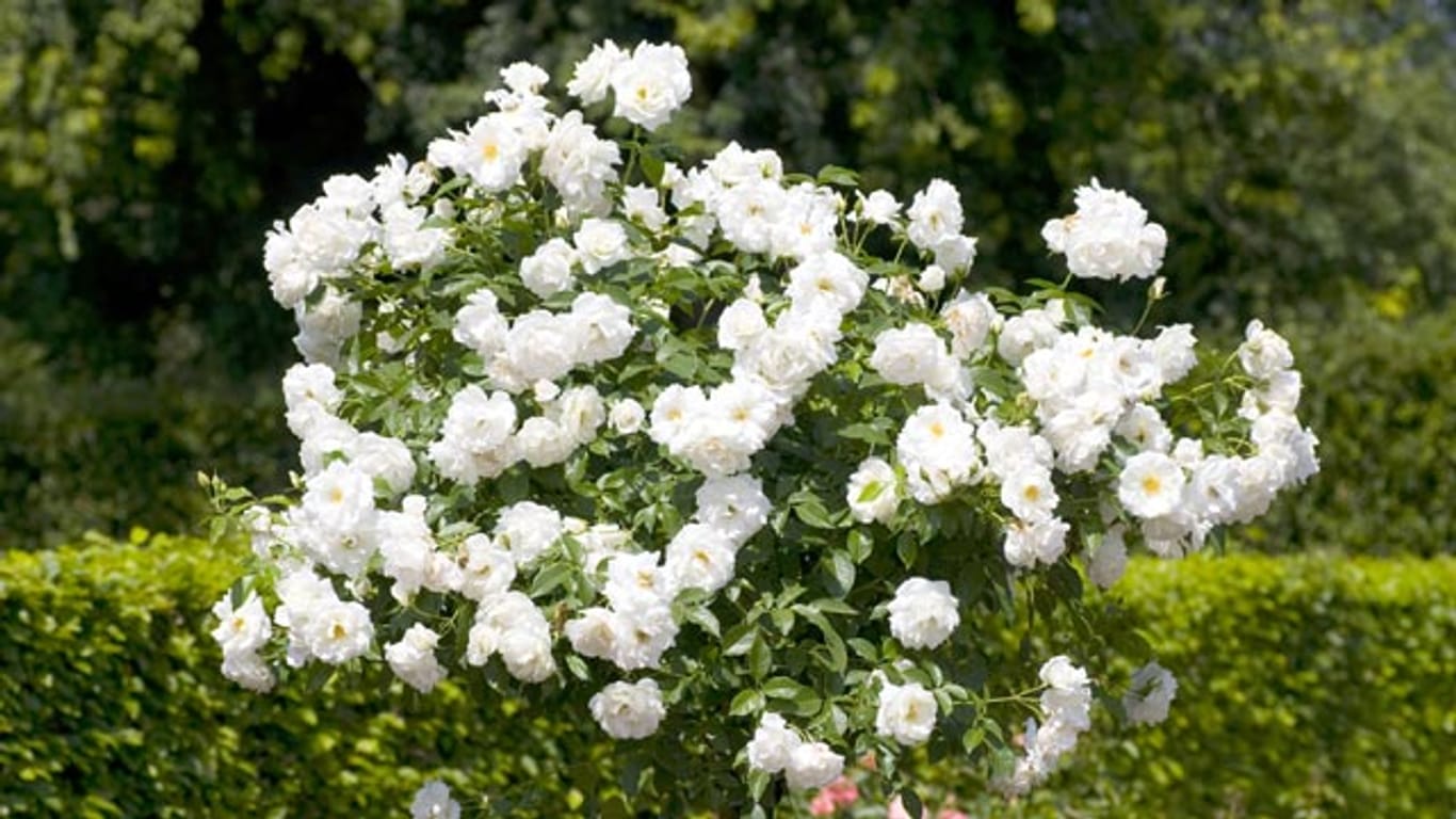 Rose Schneewittchen ist wegen ihren schönen, zahlreichen Blüten sehr beliebt.