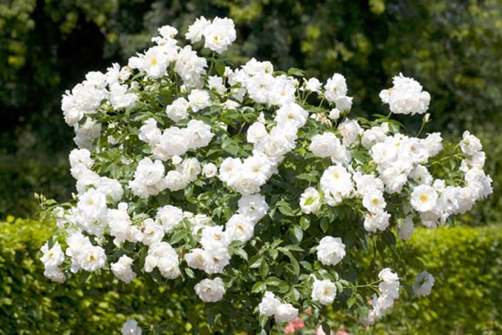 Rose Schneewittchen ist wegen ihren schönen, zahlreichen Blüten sehr beliebt.