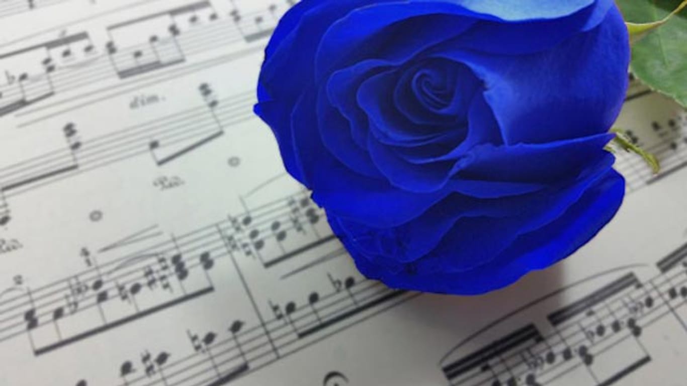 In Japan gelten blaue Rosen als Zeichen vollkommener Liebe und werden oft bei Hochzeiten verschenkt.