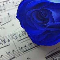 In Japan gelten blaue Rosen als Zeichen vollkommener Liebe und werden oft bei Hochzeiten verschenkt.