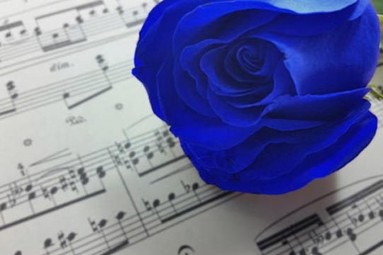 In Japan gelten blaue Rosen als Zeichen vollkommener Liebe und werden oft bei Hochzeiten verschenkt.