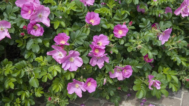 Die Kartoffelrose ist eine öfterblühende Wildrose, Sie sollten sie im Frühjahr schneiden.