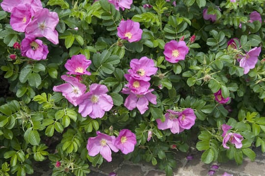 Die Kartoffelrose ist eine öfterblühende Wildrose, Sie sollten sie im Frühjahr schneiden.