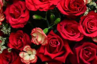Die Baccara-Rosen sind dank ihren tiefroten, samtigen Blütenblttern sehr beliebt.