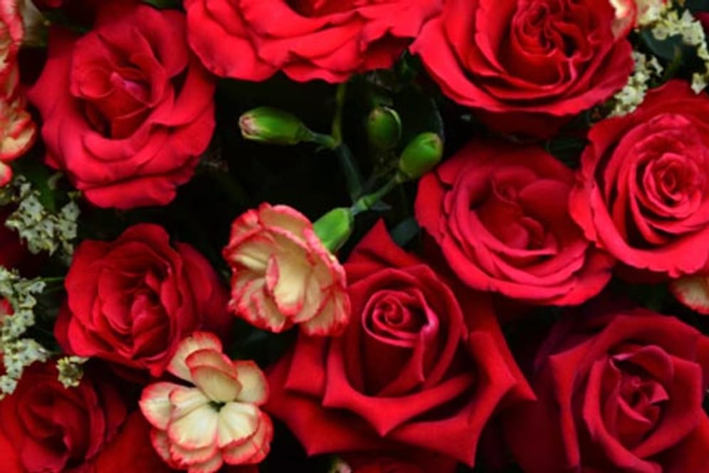 Die Baccara-Rosen sind dank ihren tiefroten, samtigen Blütenblttern sehr beliebt.