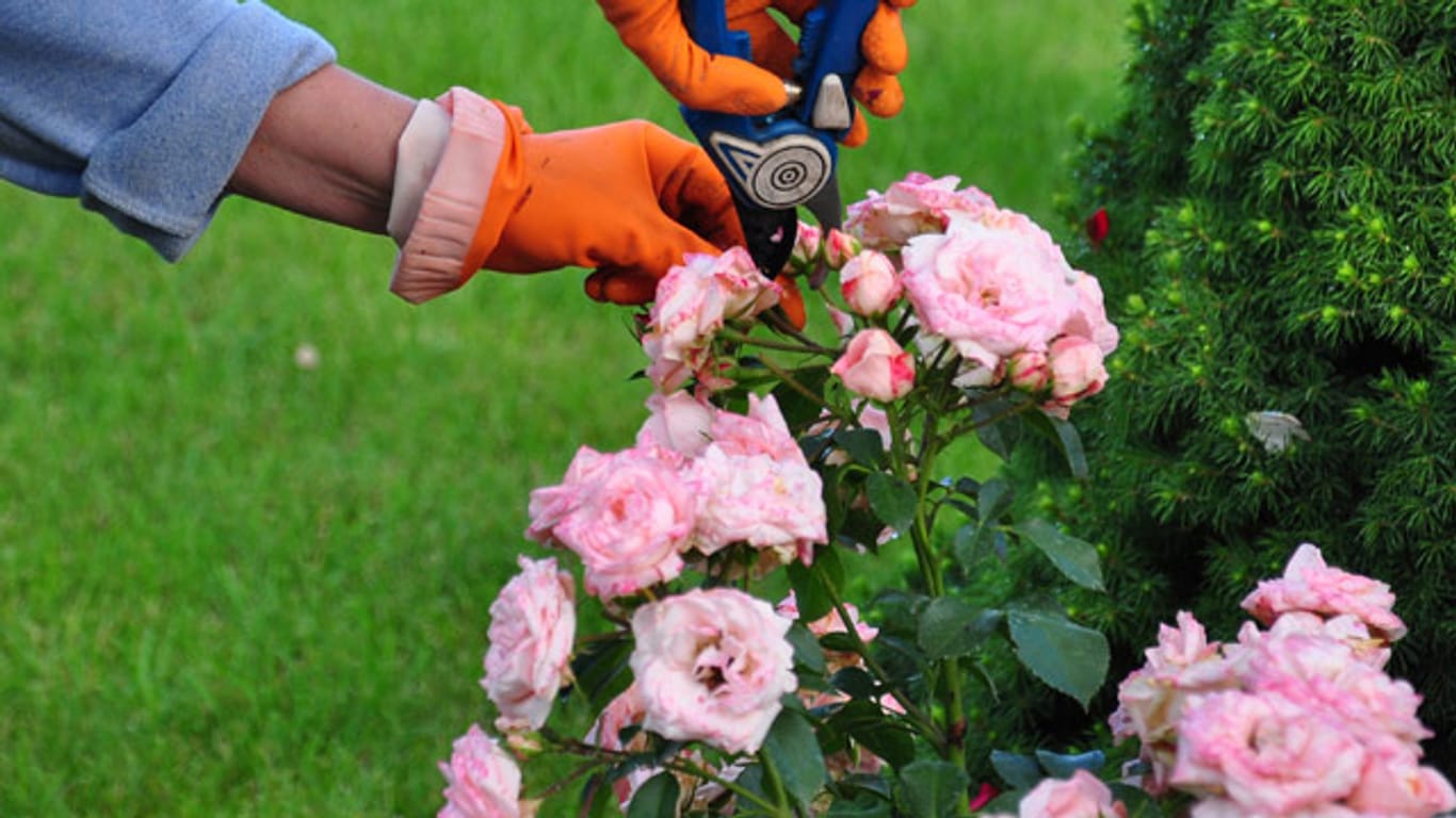 Verwenden Sie zum Schneiden der Rosen eine scharfe Gartenschere und tragen Sie Arbeitshandschuhe.