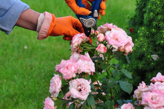 Verwenden Sie zum Schneiden der Rosen eine scharfe Gartenschere und tragen Sie Arbeitshandschuhe.