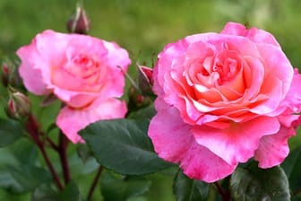 Die inneren Blüten der Rose Augusta Luise sind orange bis gelb, während die äußeren können von kräftigen Orangetönen bis ins Pinkfarbene gehen.