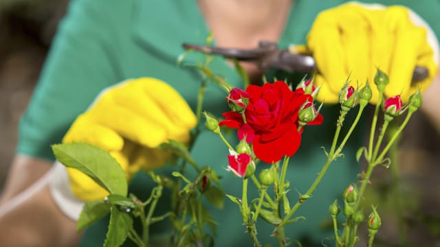 Beetrosen müssen regelmäßig kräftig geschnitten werden.